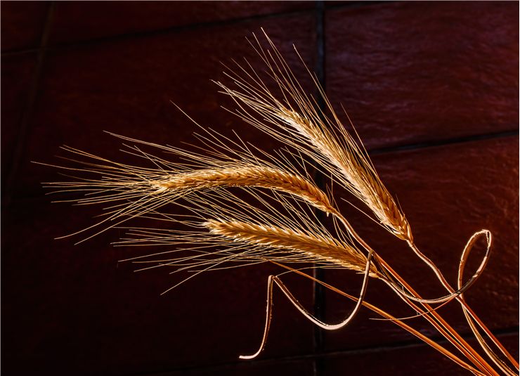 Picture Of Dried Grass Cereal Grain